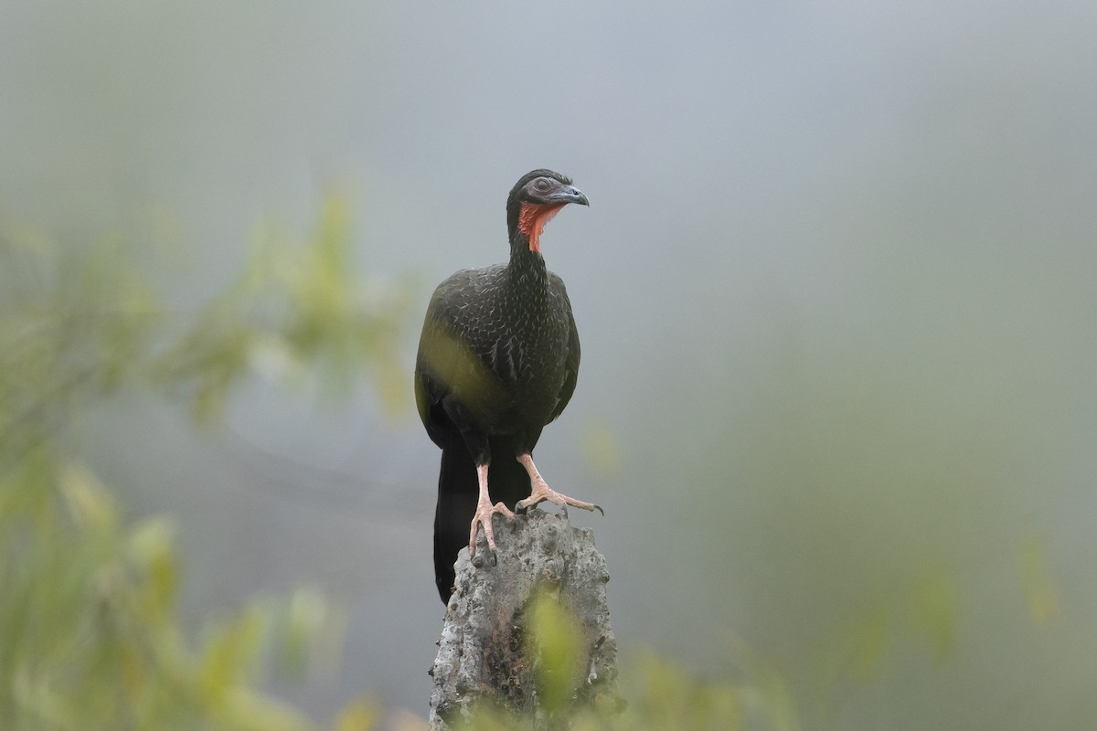 White-winged Guan - ML645939590