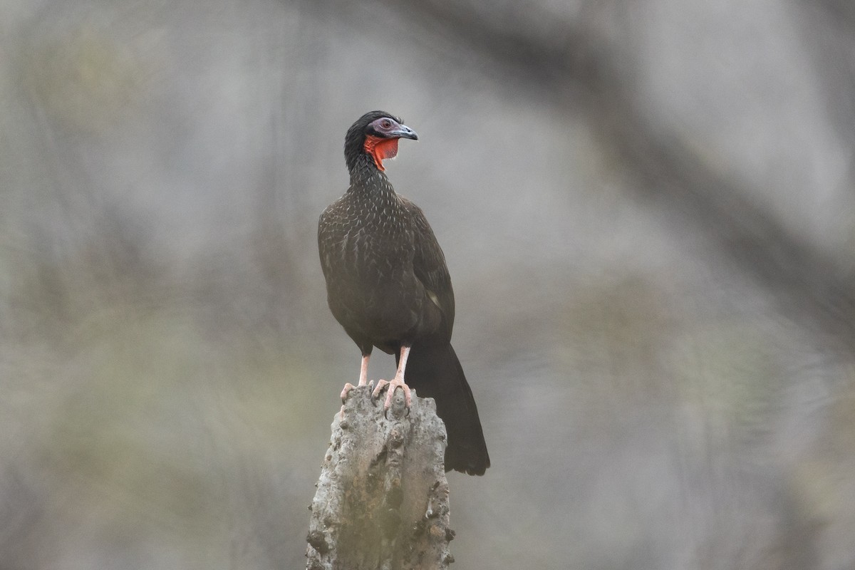 White-winged Guan - ML645939591