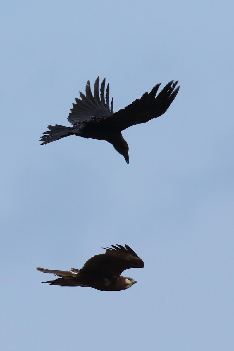 זרון סוף - ML645939593