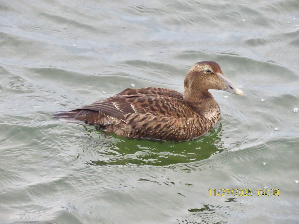 Edredone - ML645939594