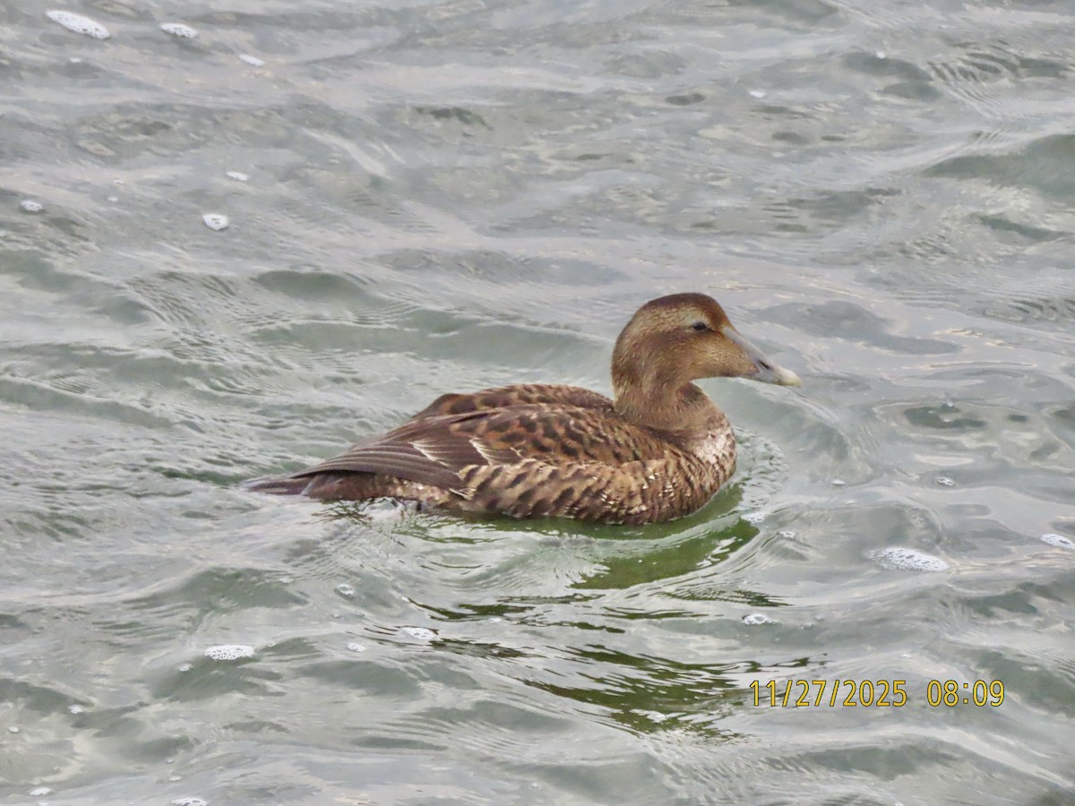 Edredone - ML645939595