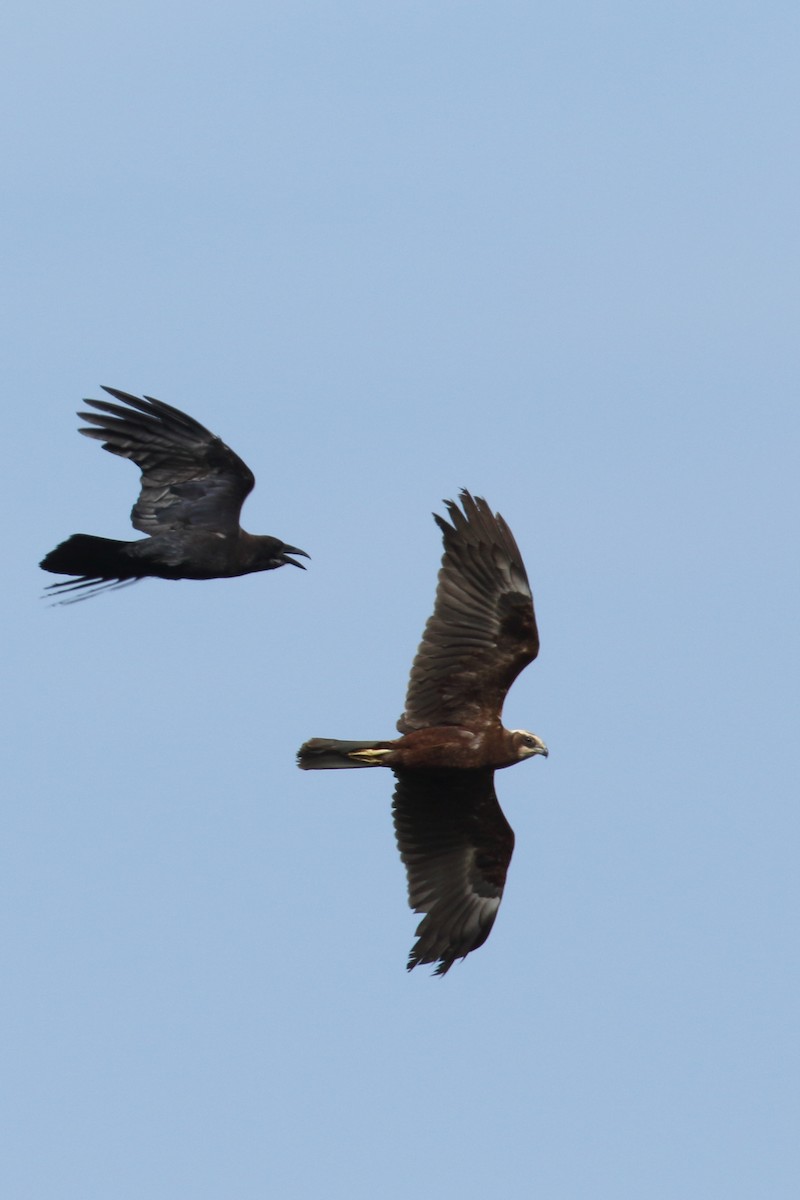 זרון סוף - ML645939596