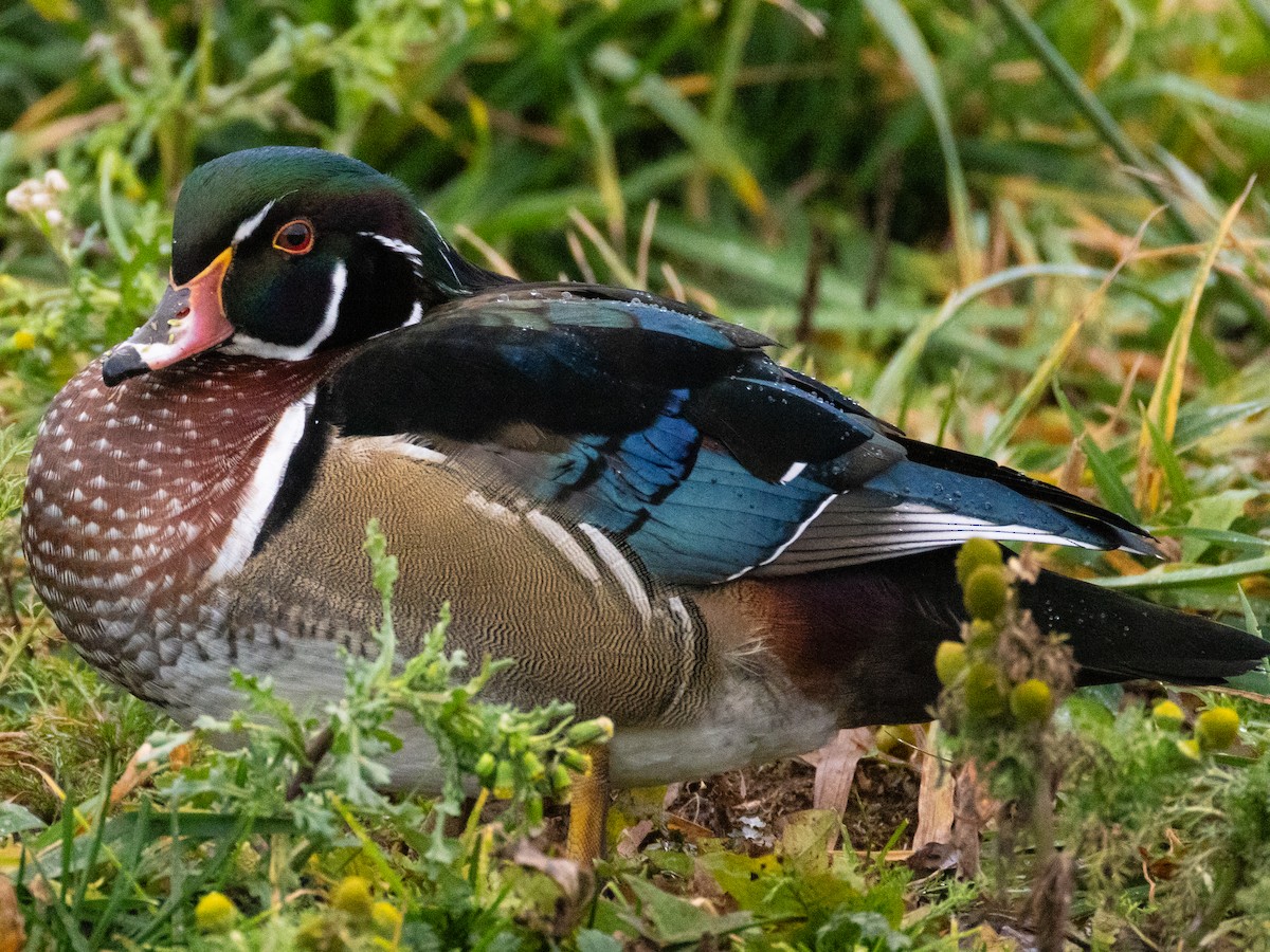 Wood Duck - ML645939597