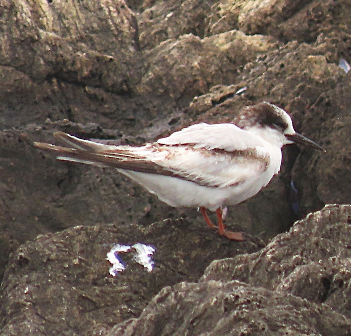 שחפית ים - ML645939598