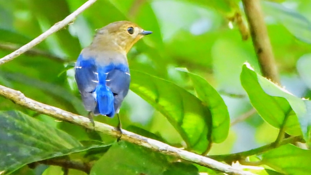 Sapphire Flycatcher - ML645939599