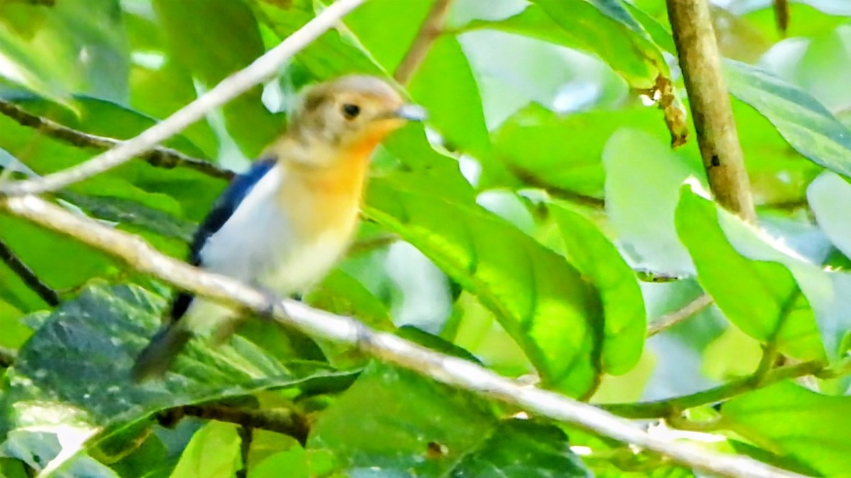 Sapphire Flycatcher - ML645939600