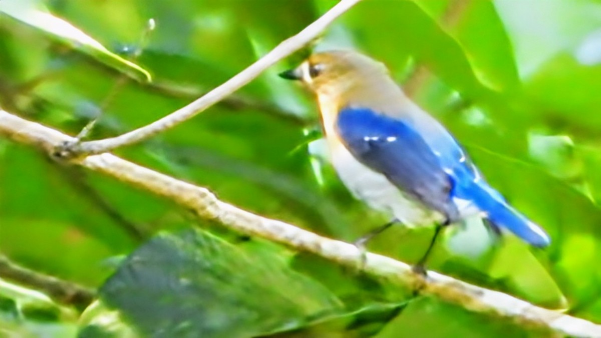 Sapphire Flycatcher - ML645939601