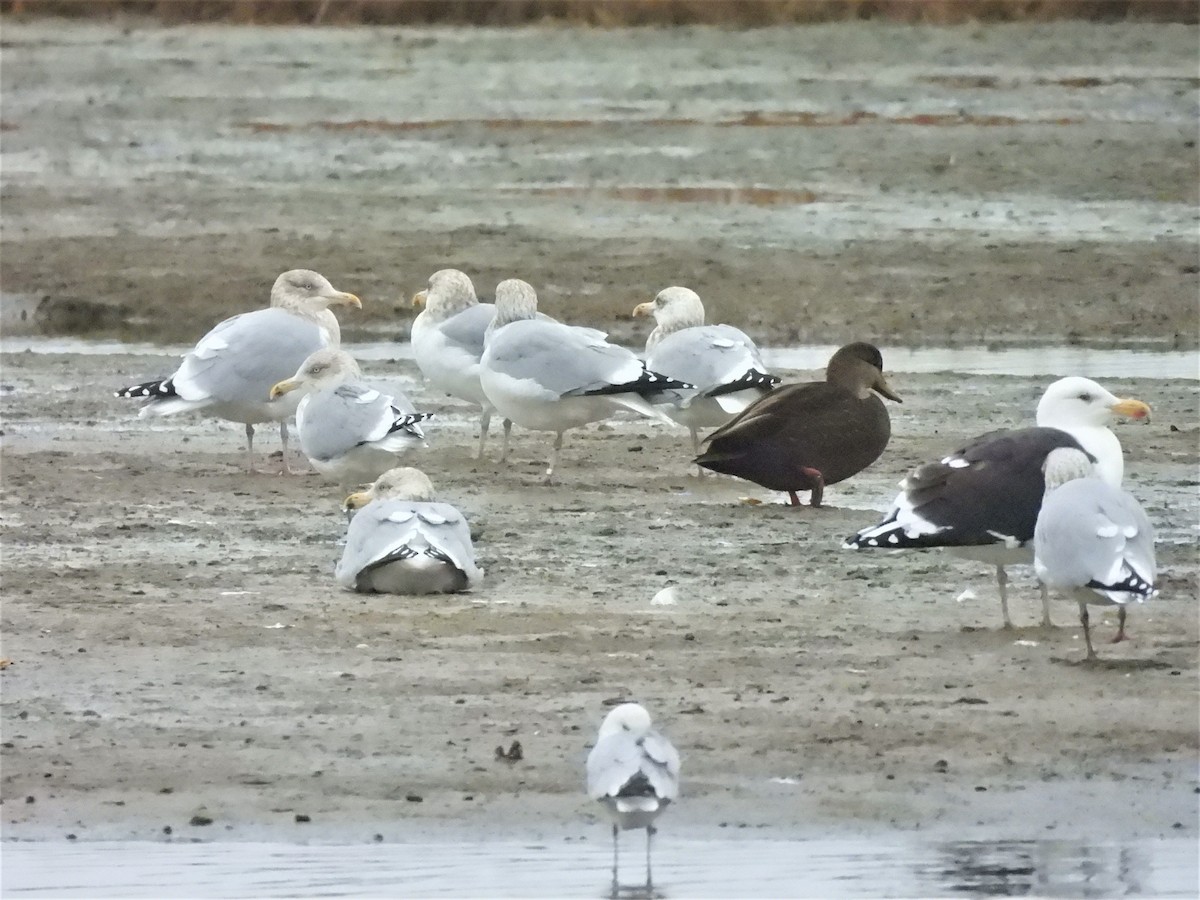 שחף מערבי - ML645939603