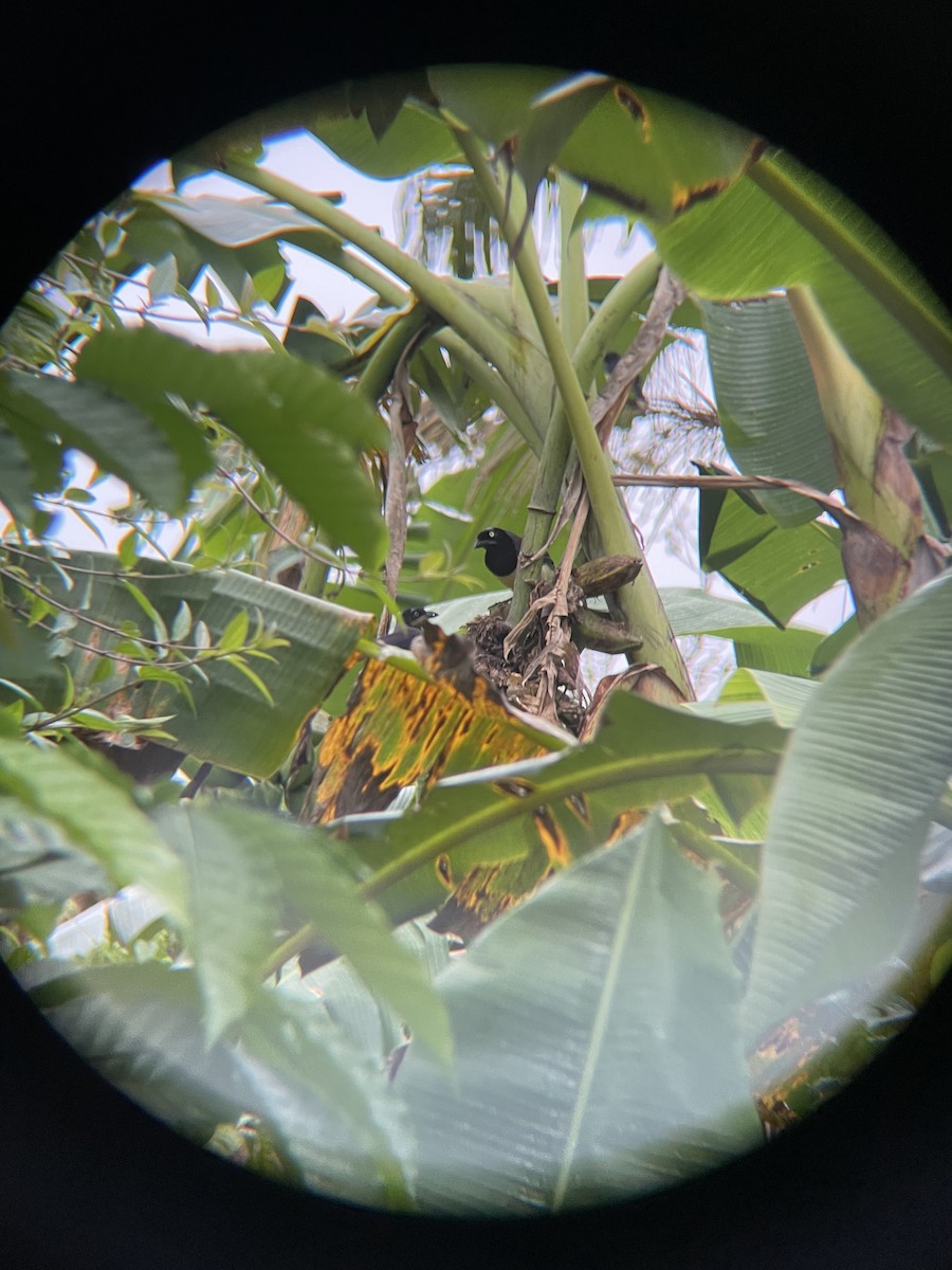 Black-chested Jay - ML645939607