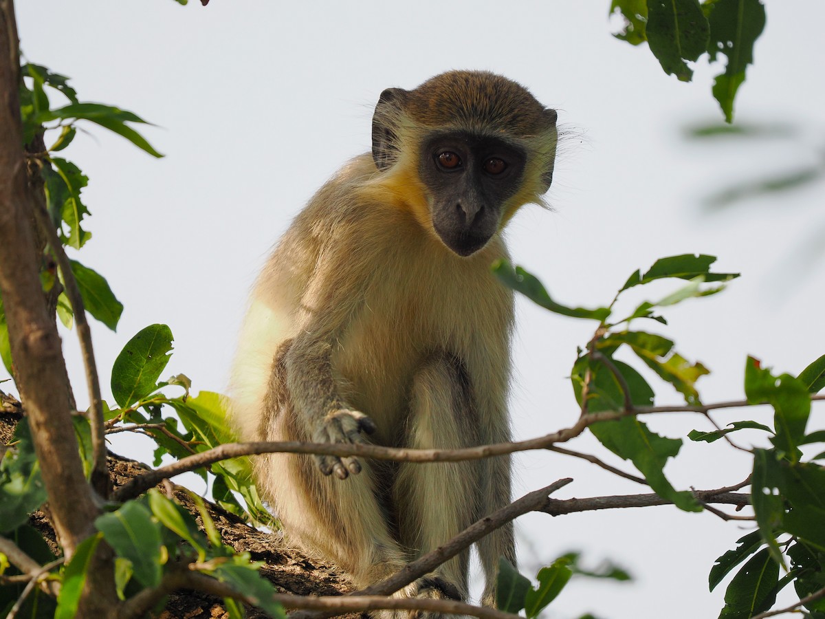 Green Monkey - ML645939609