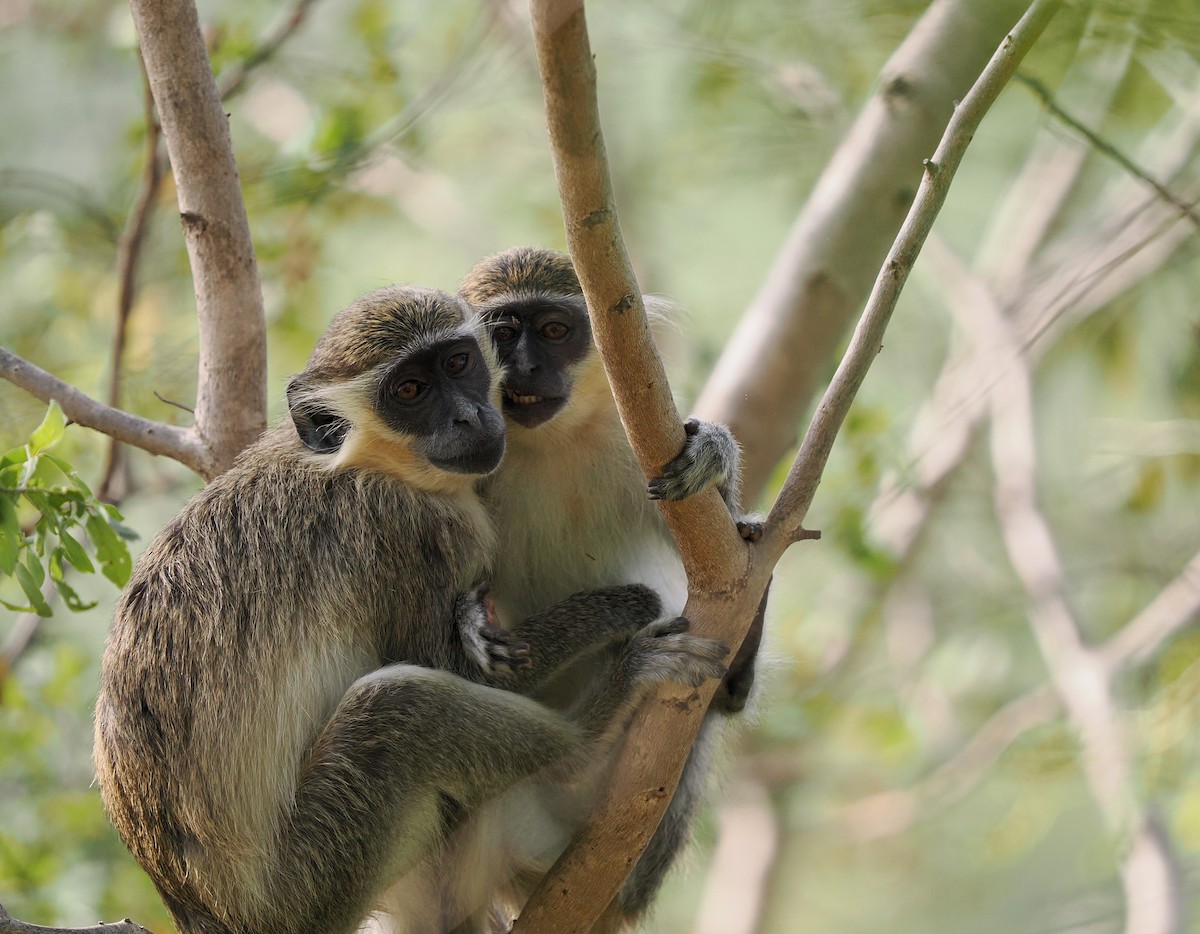 Green Monkey - ML645939610