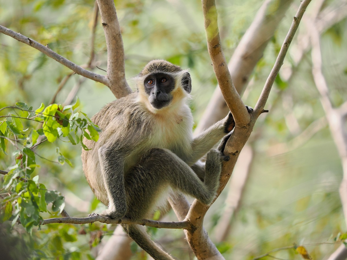 Green Monkey - ML645939611