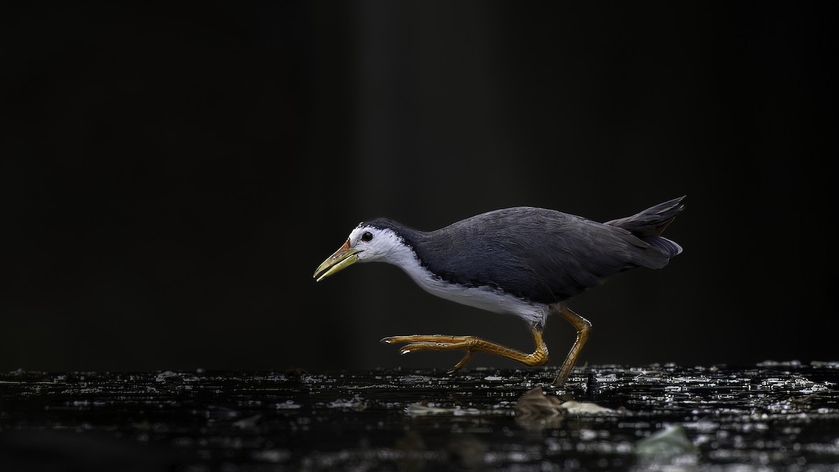 White-breasted Waterhen - ML645939613