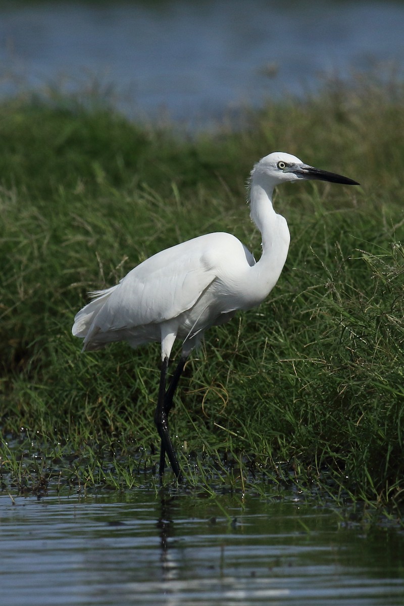 Little Egret - ML645939617
