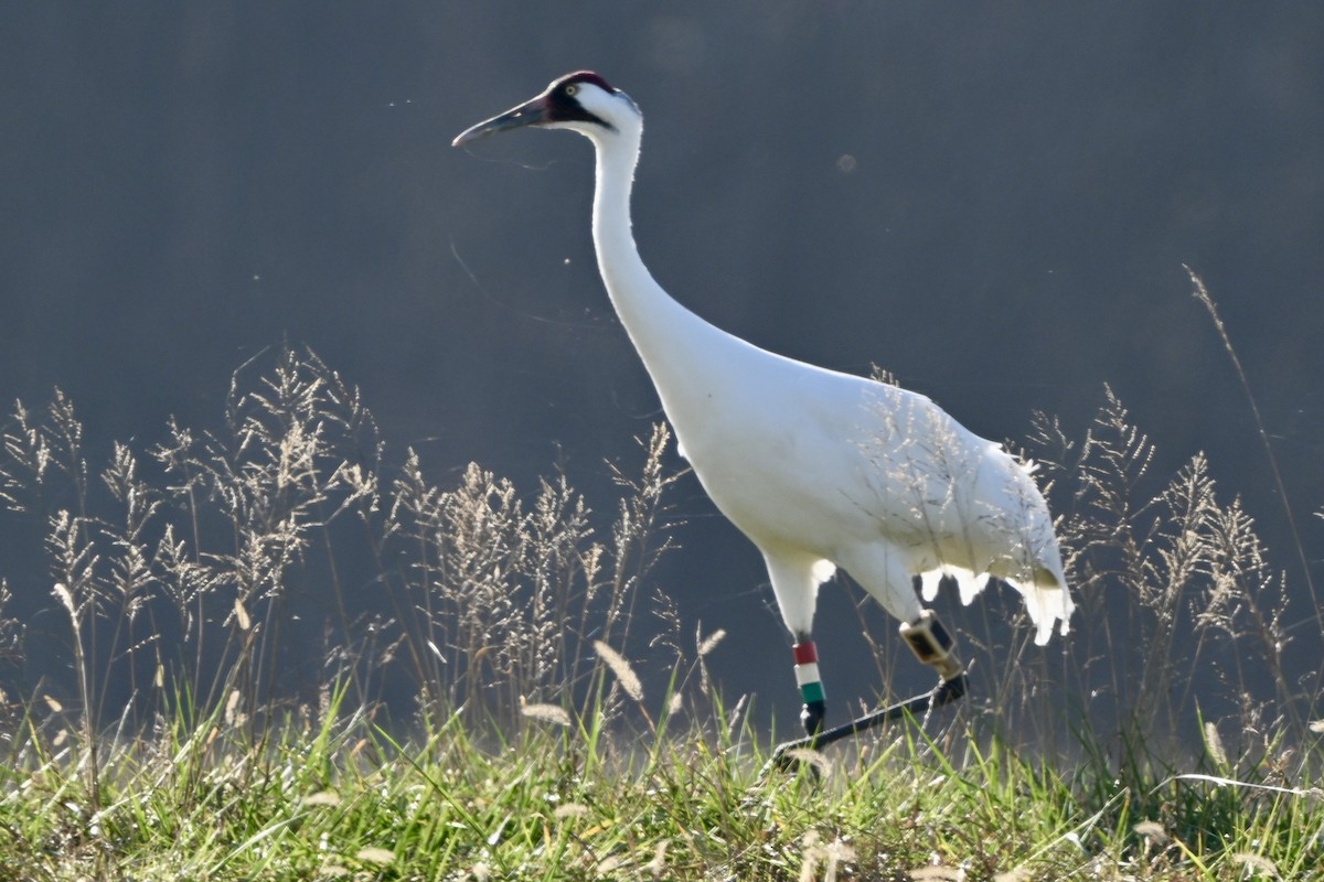 Kurrilo zuria - ML645939620