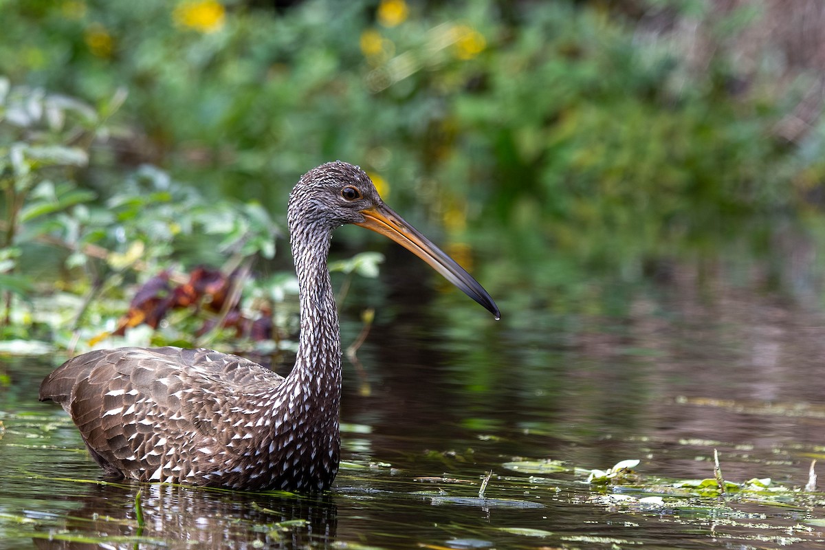 Limpkin - ML645939623