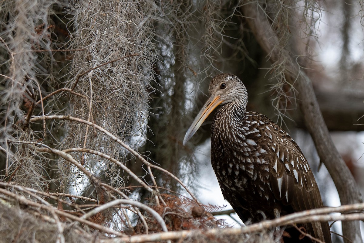 Limpkin - ML645939624