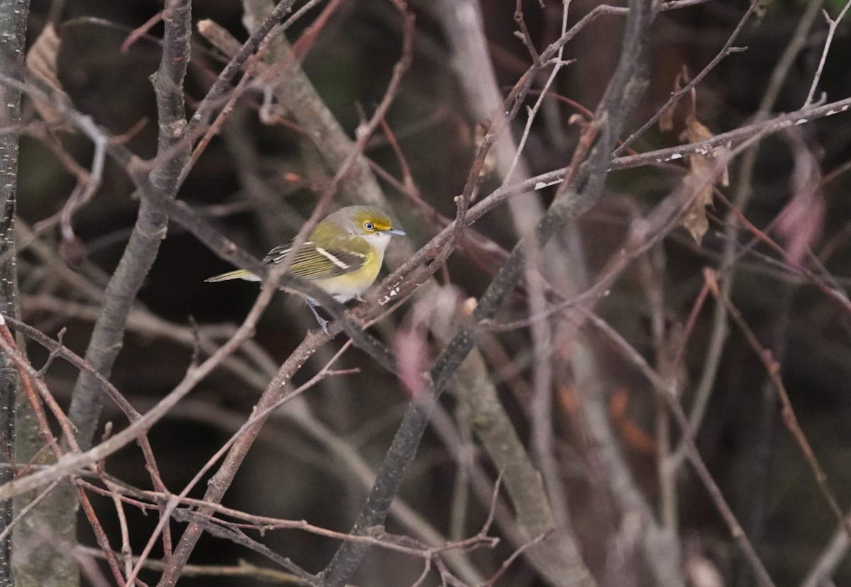 White-eyed Vireo - ML645939631