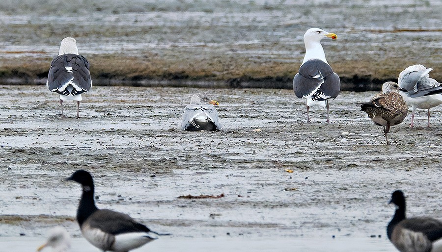 racek mořský - ML645939633