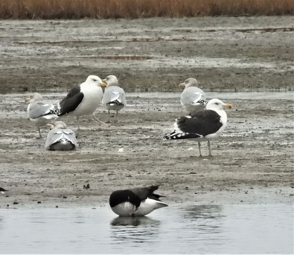 racek mořský - ML645939634