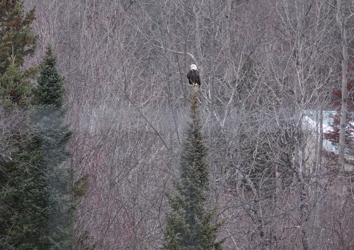 Bald Eagle - ML645939641