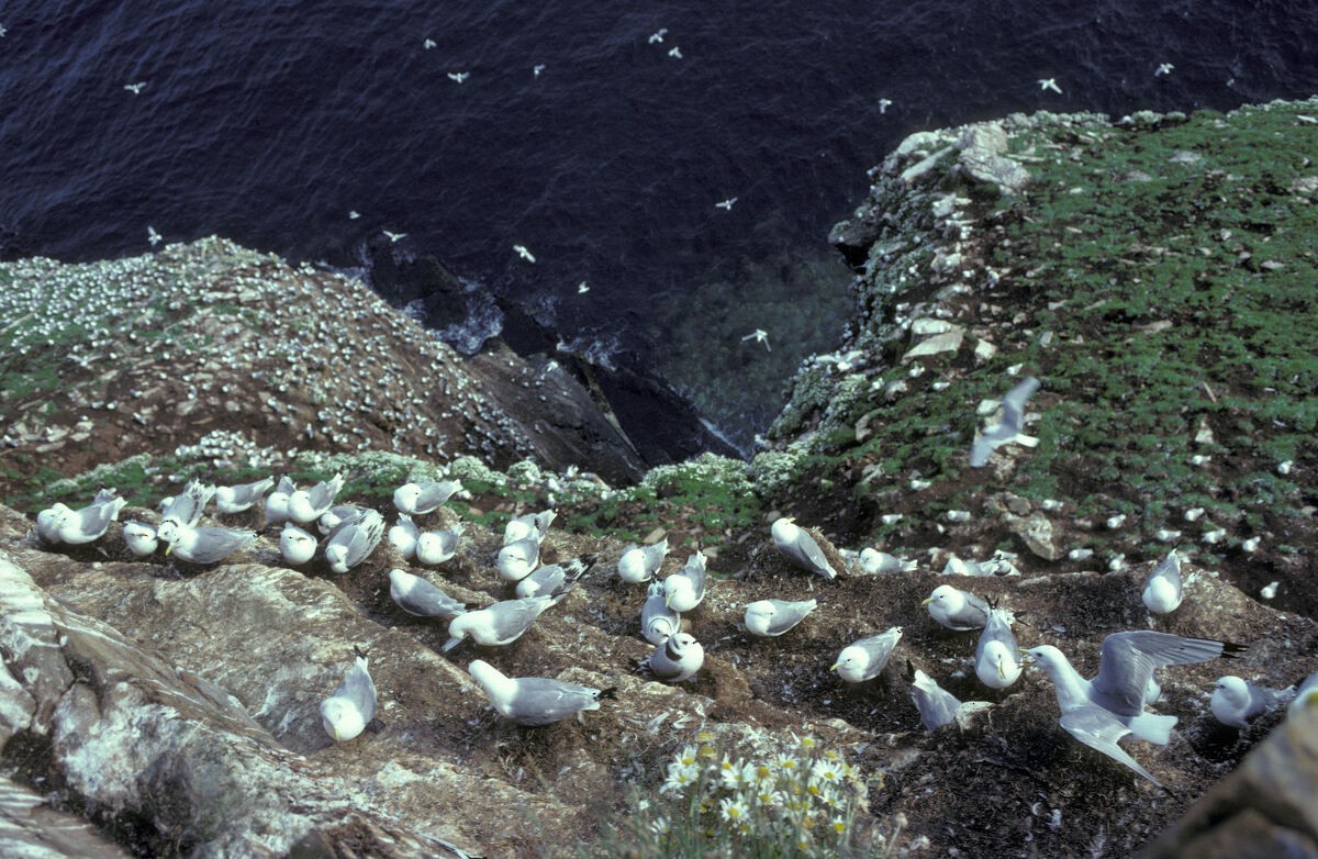 Kara Ayaklı Martı - ML645939667