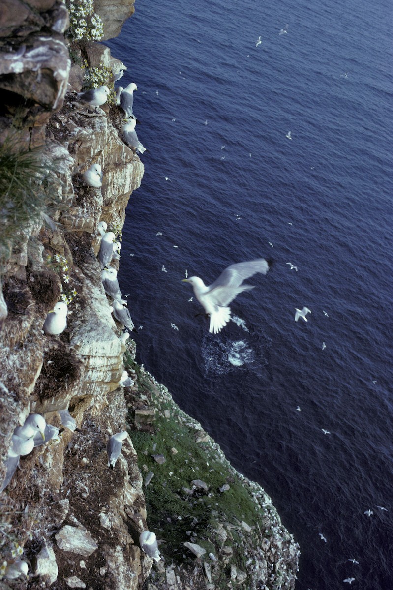 Kara Ayaklı Martı - ML645939674