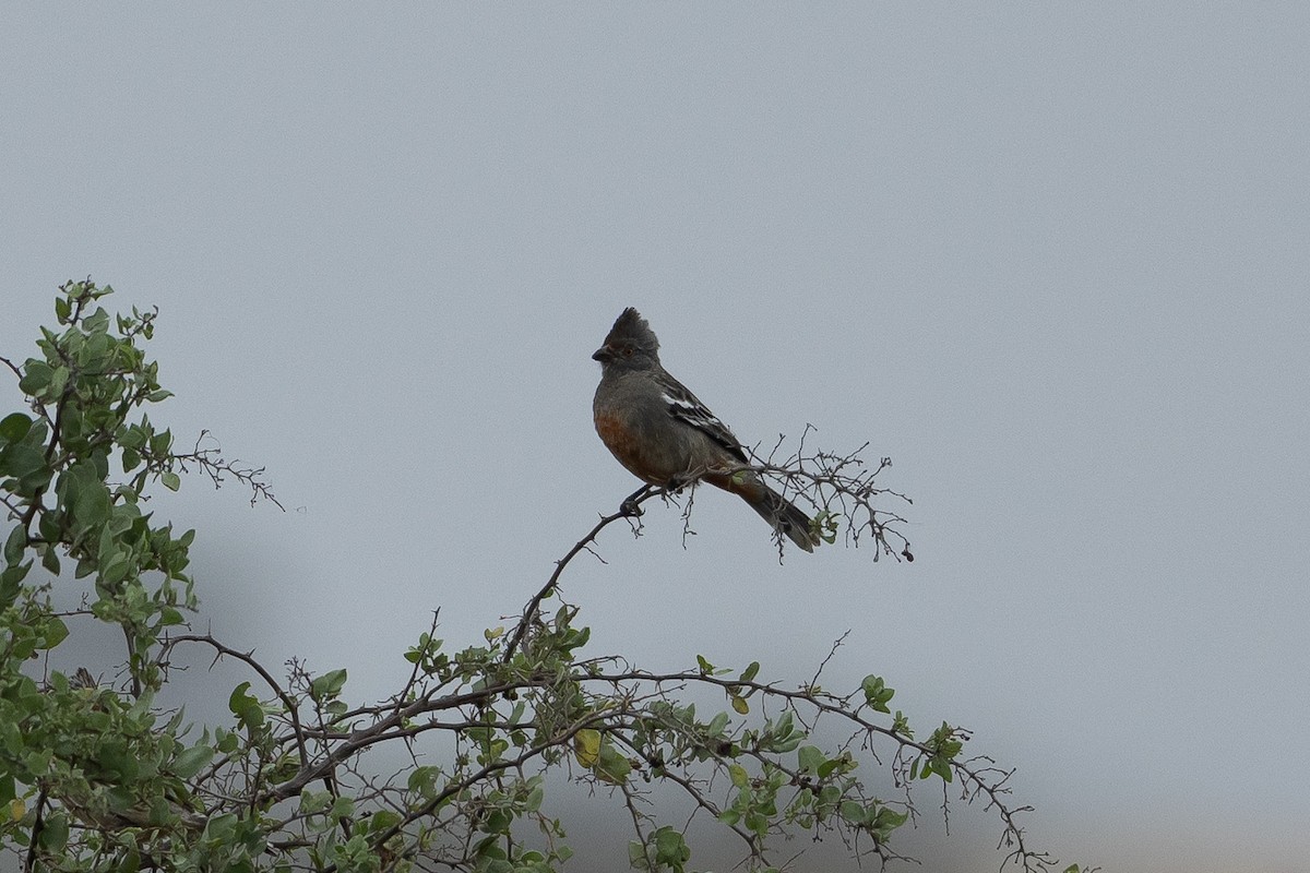 Рара перуанська - ML645939676