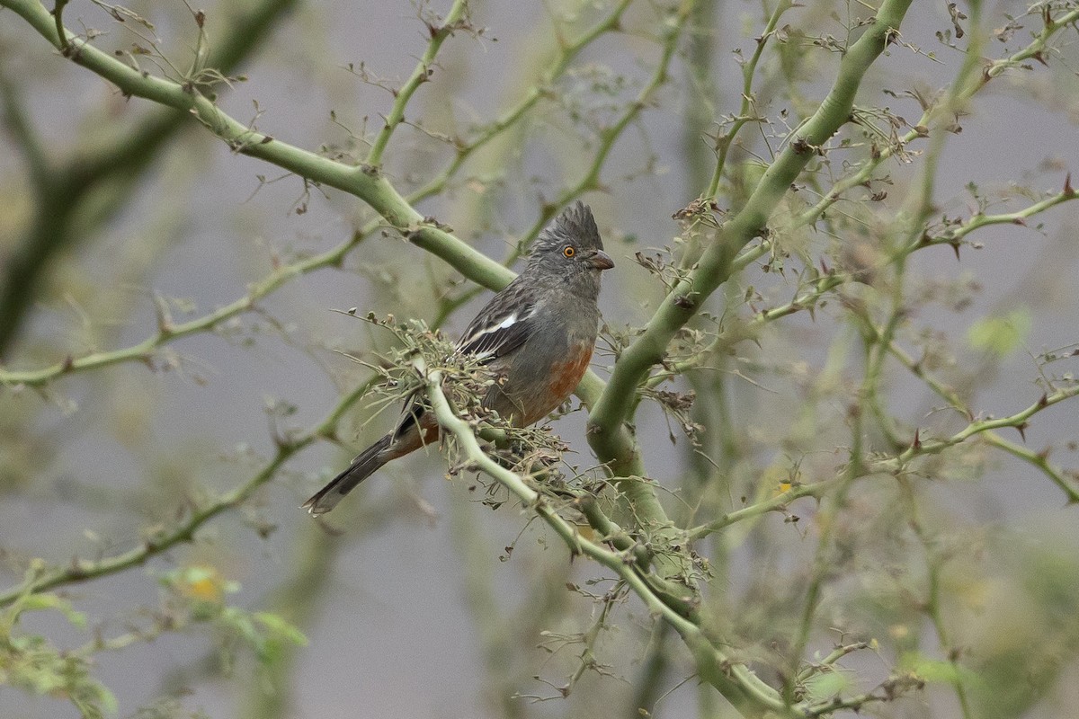 Рара перуанська - ML645939677