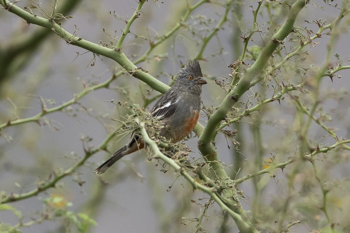 Рара перуанська - ML645939678