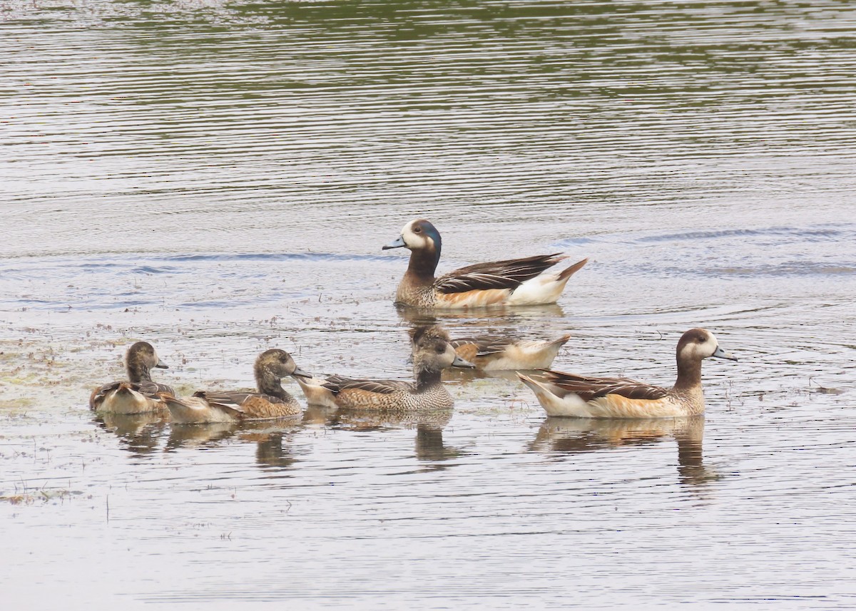 Chiloe Wigeon - ML645939679