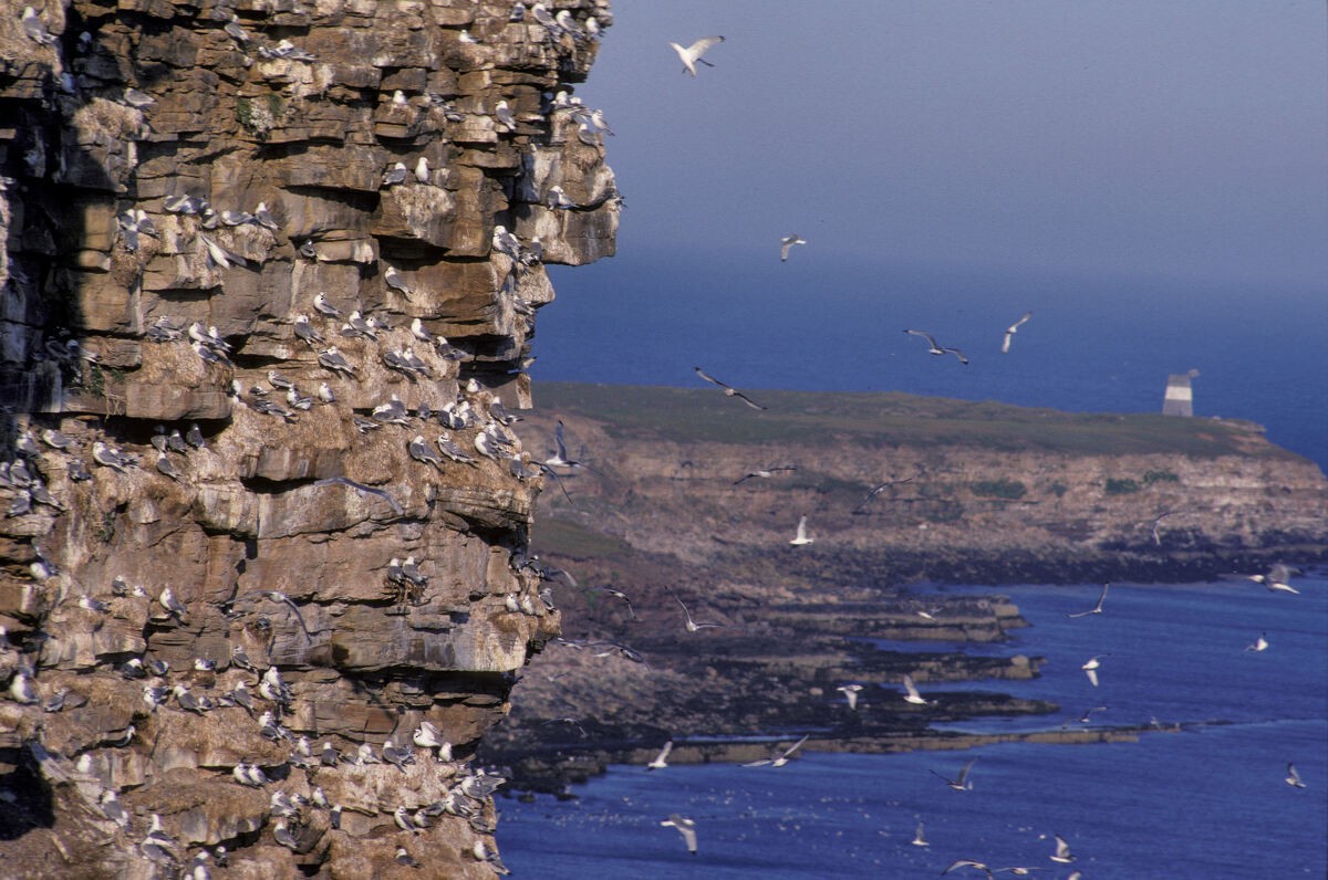 Kara Ayaklı Martı - ML645939681