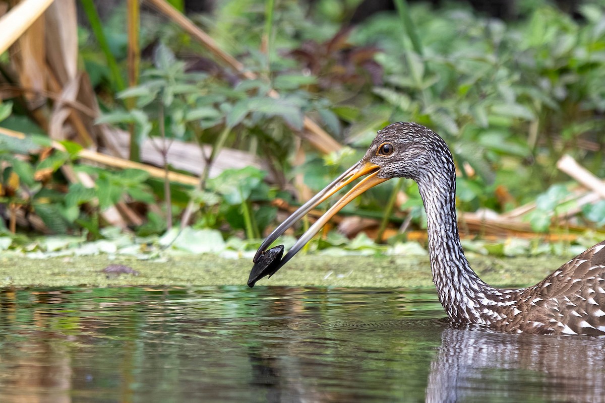 Limpkin - ML645939682