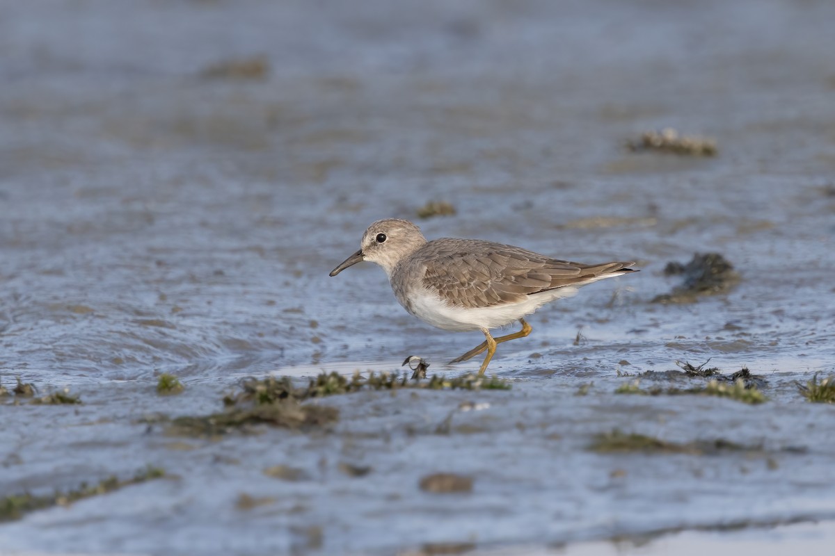 Temminck's Stint - ML645939683