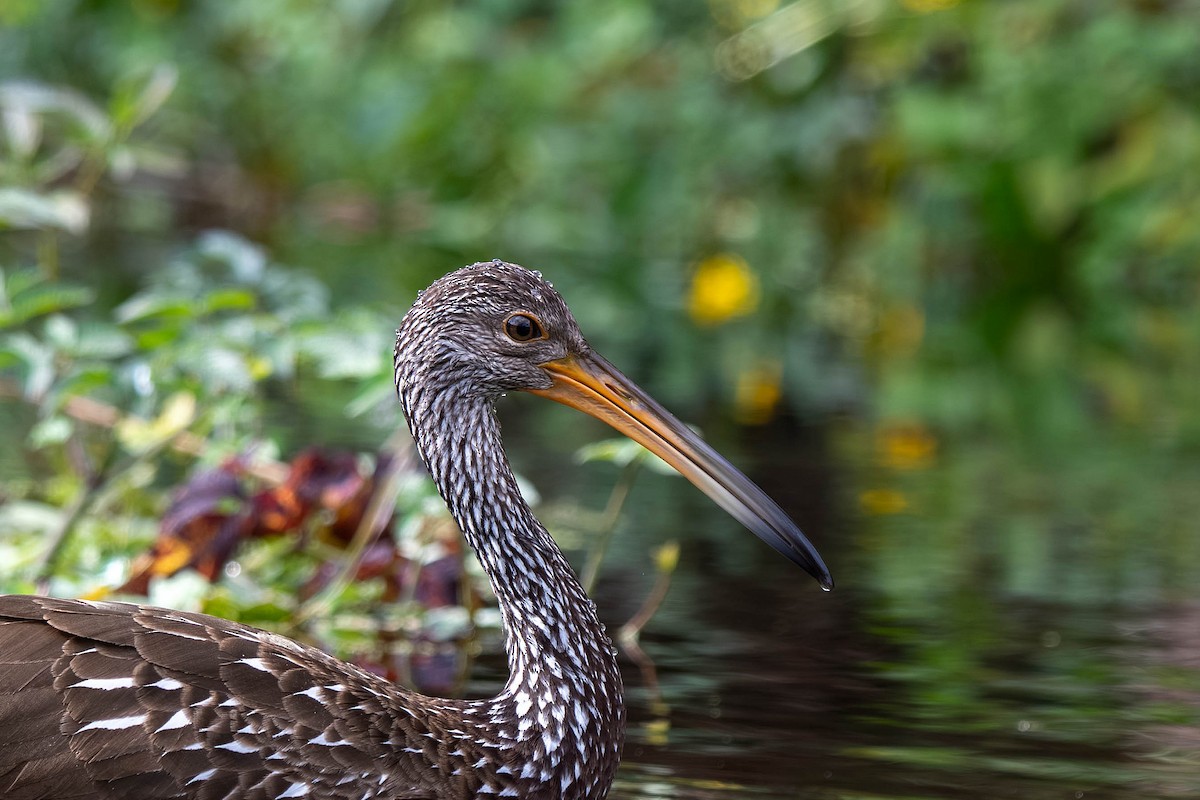Limpkin - ML645939686