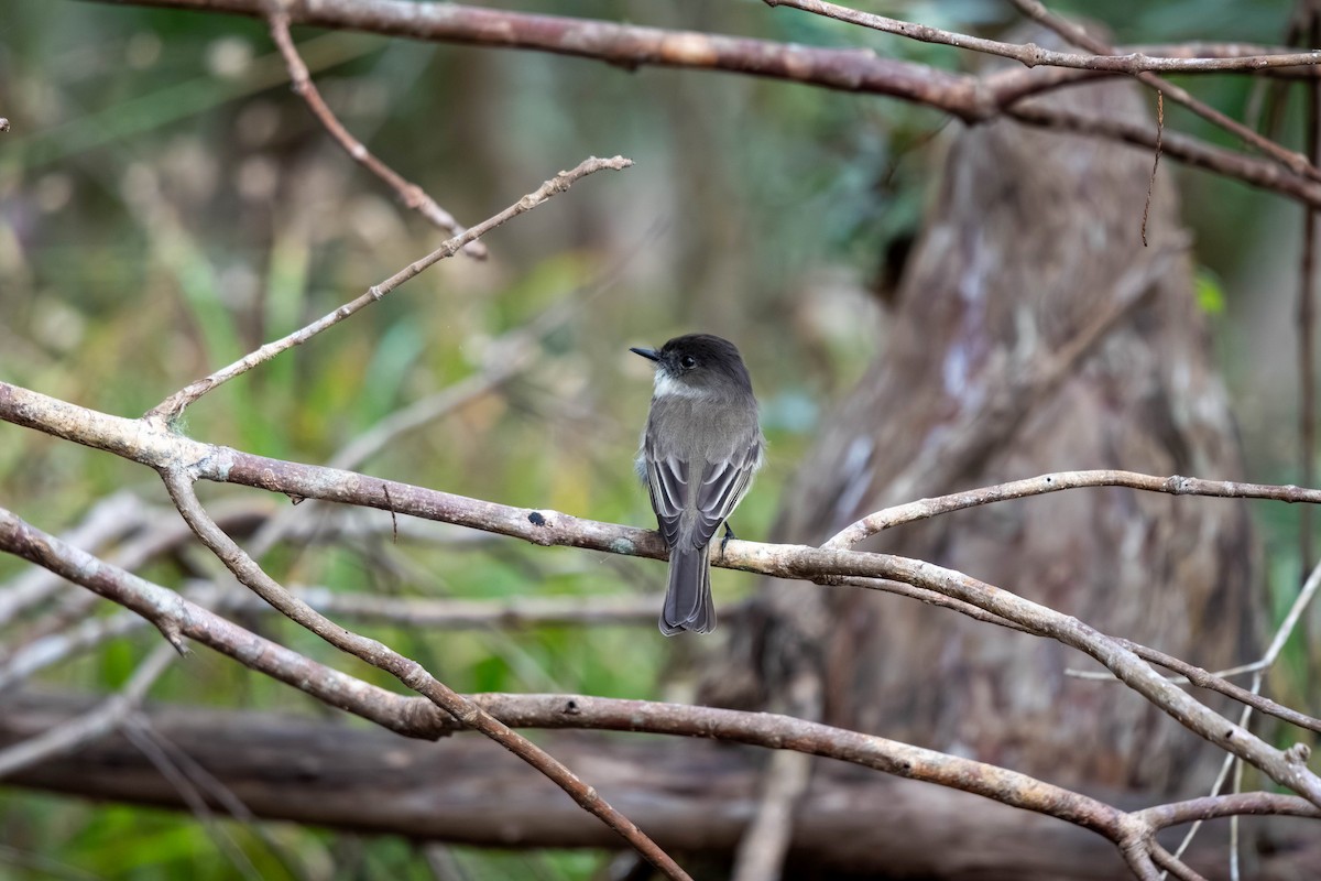 Eastern Phoebe - ML645939690
