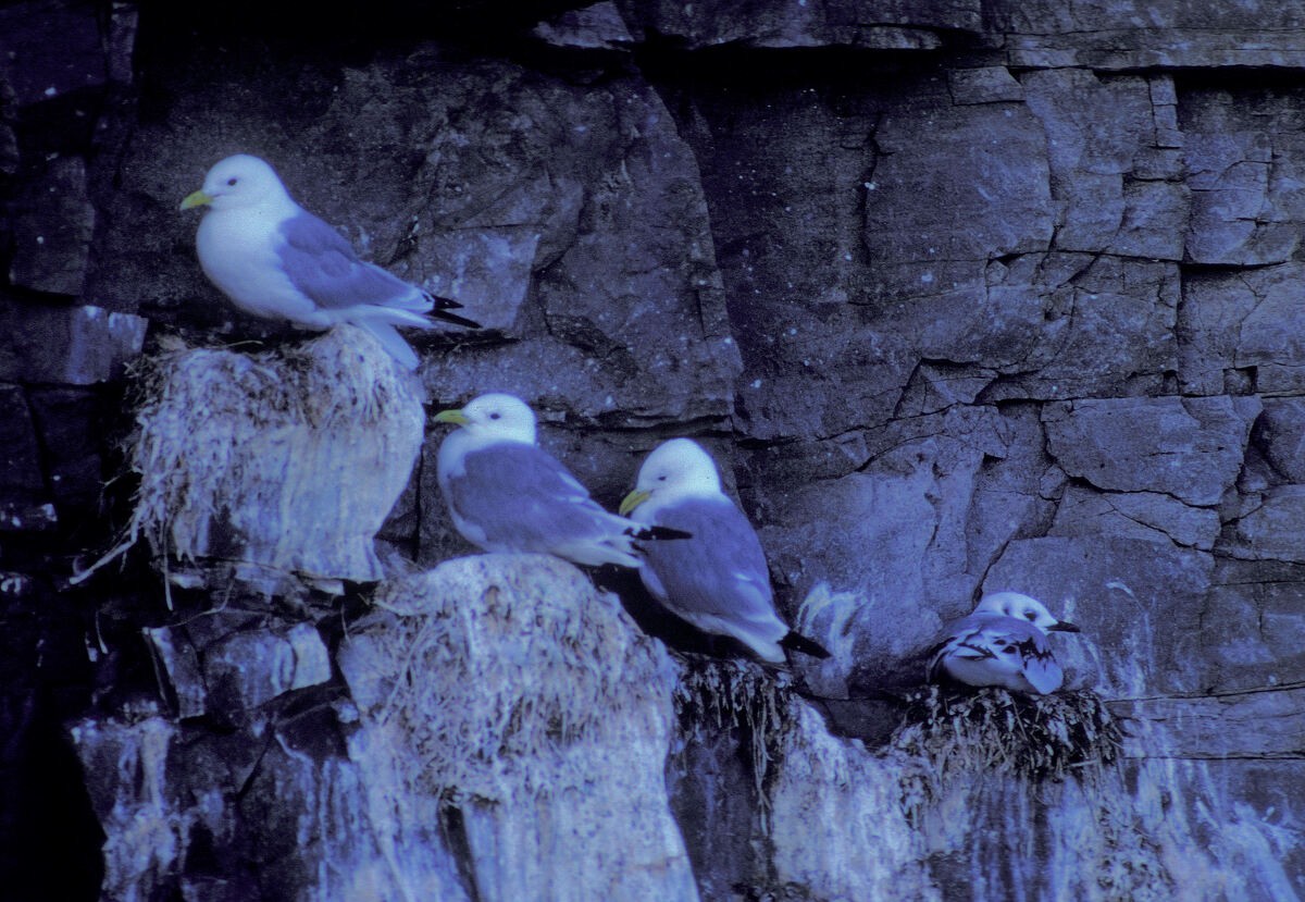 Kara Ayaklı Martı - ML645939692