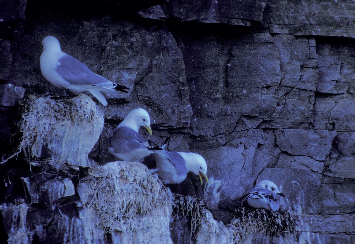 Kara Ayaklı Martı - ML645939694