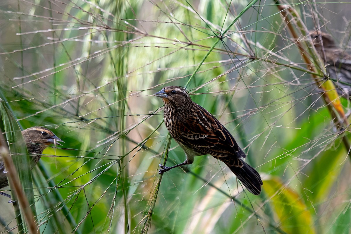 Red-winged Blackbird - ML645939695