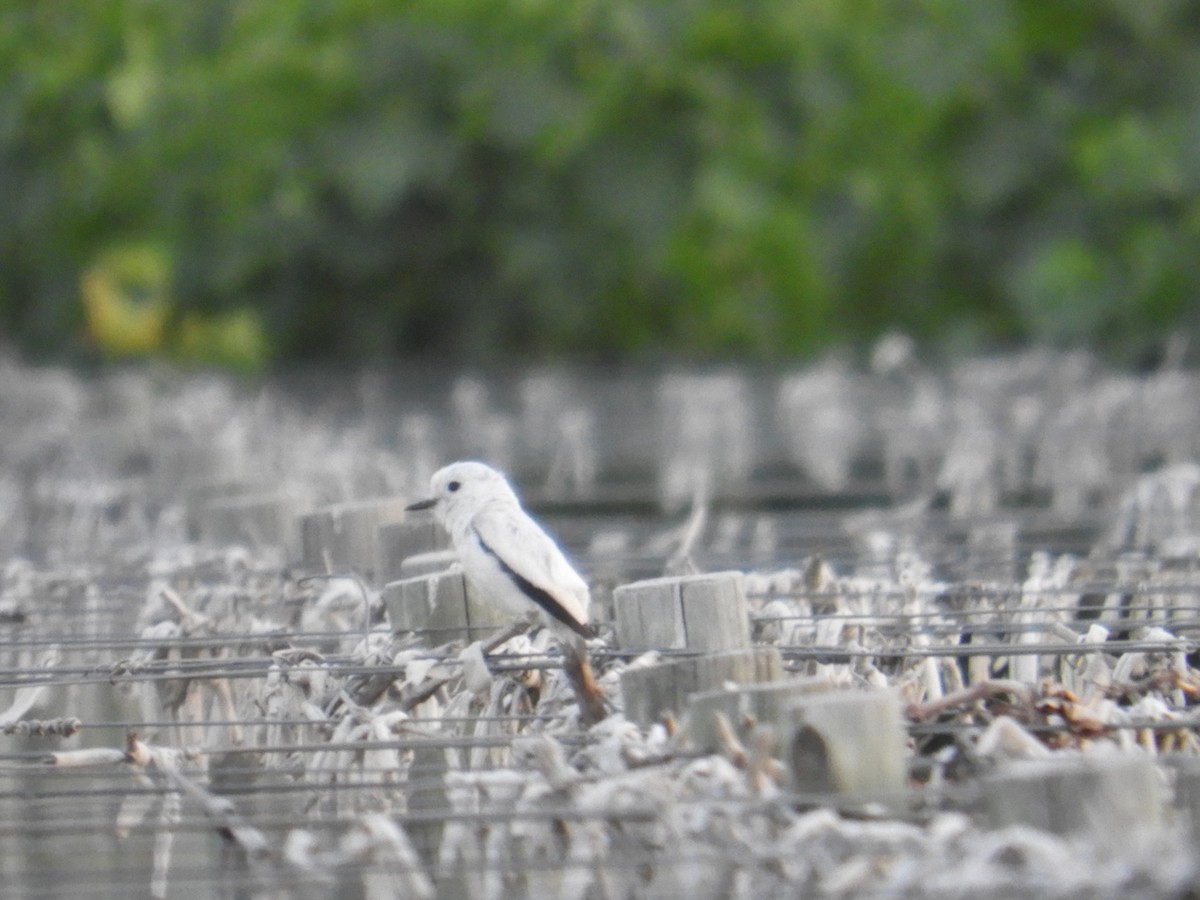 Weißscheckenentyrann - ML645939697