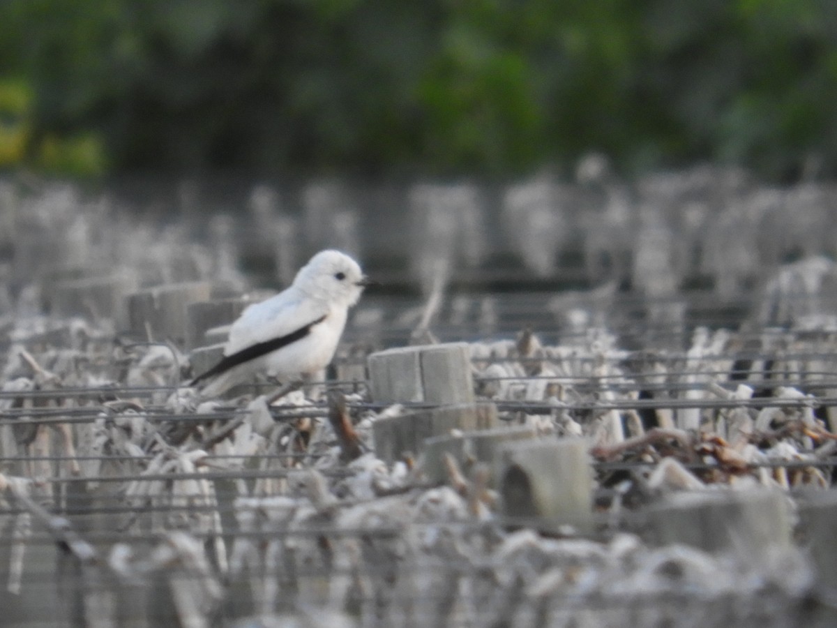 Weißscheckenentyrann - ML645939698