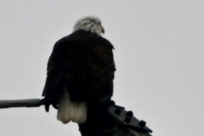 Bald Eagle - ML645939700