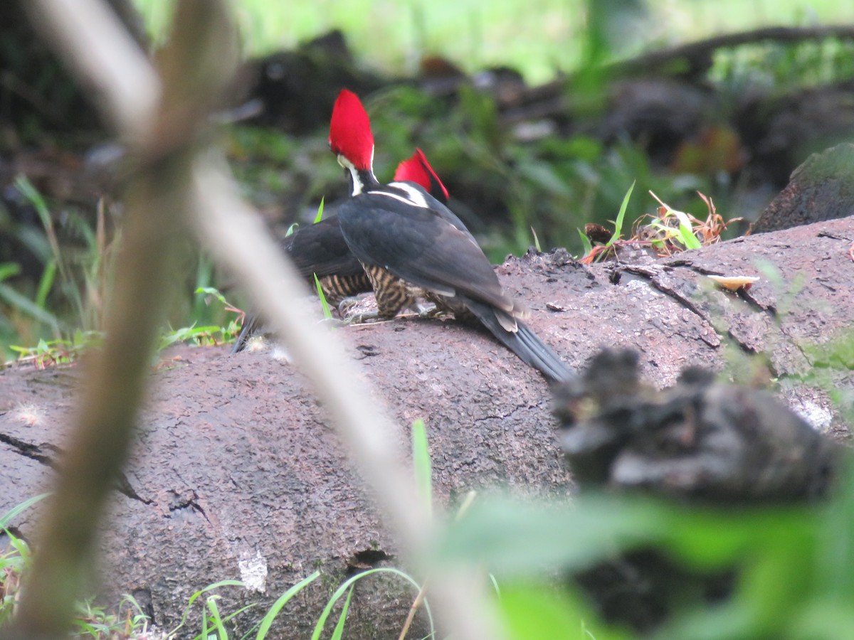 Lineated Woodpecker - ML645939701