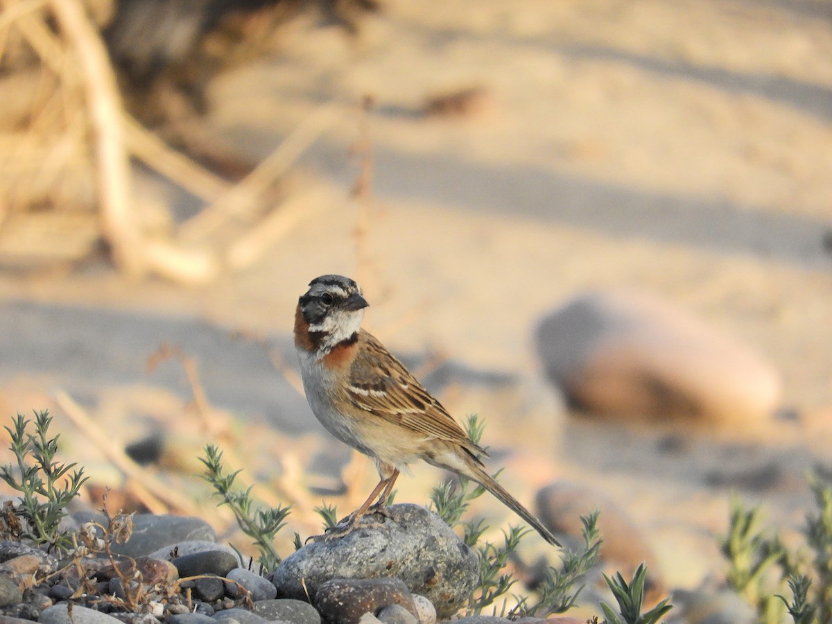 Morgenammer - ML645939702