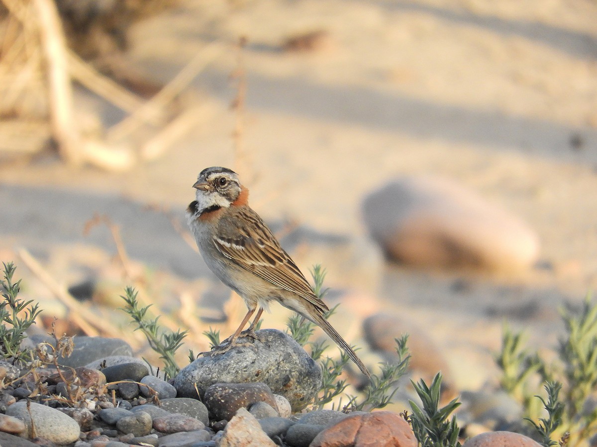 Morgenammer - ML645939703