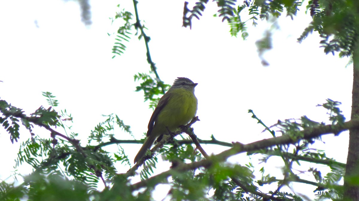 Sooty-headed Tyrannulet - ML645939706