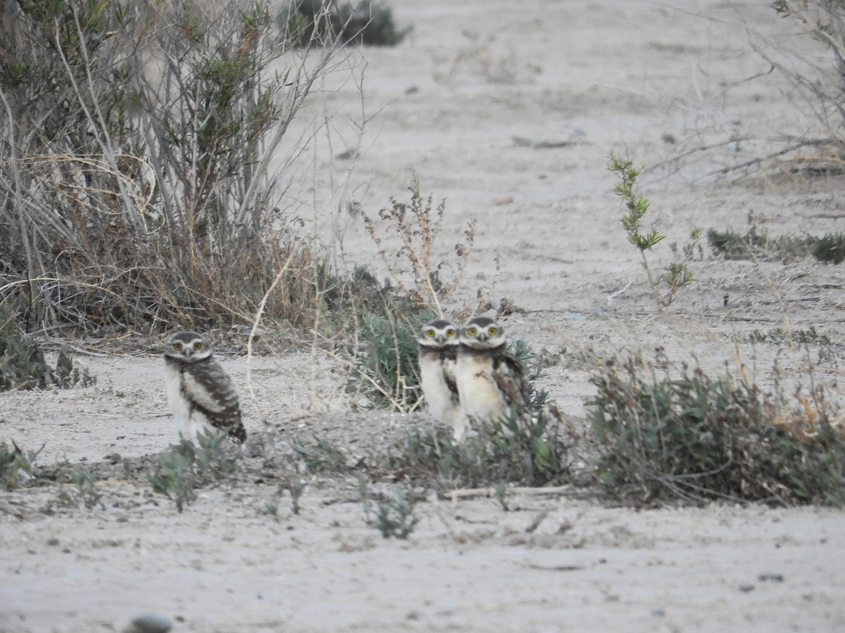 Kaninchenkauz - ML645939709