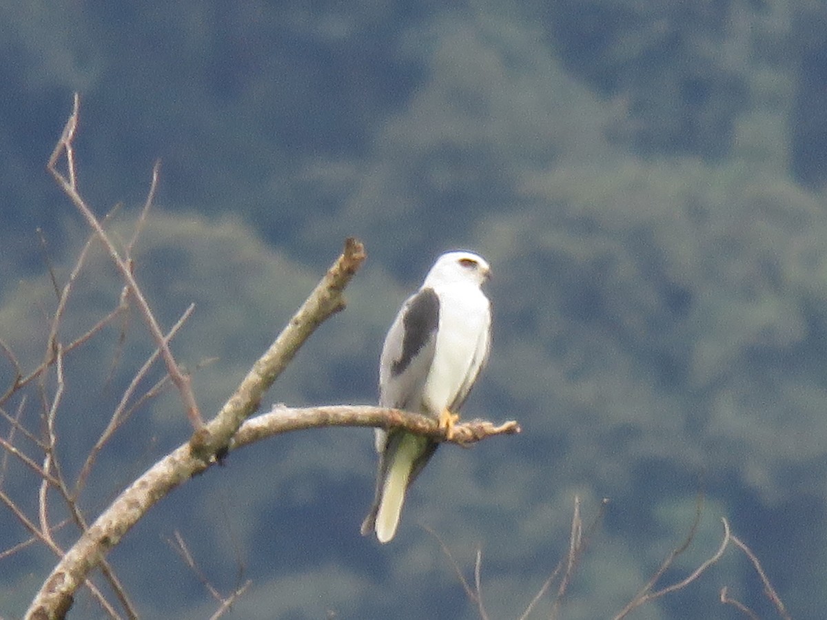 White-tailed Kite - ML645939717