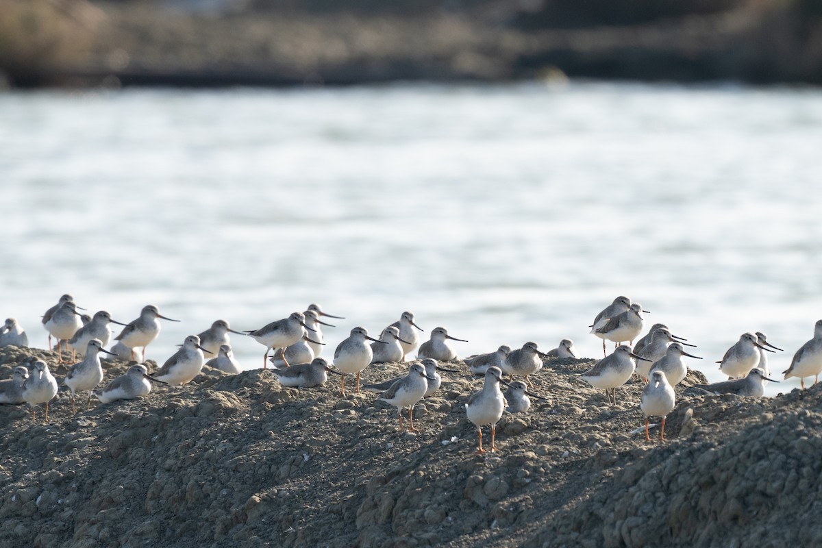 ביצנית אפורה - ML645939720