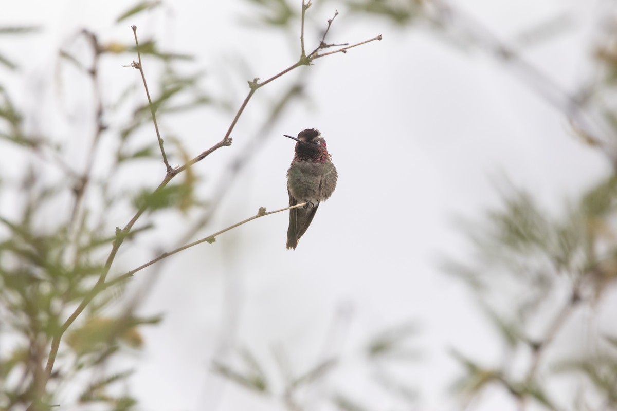 Anna's Hummingbird - ML645939726